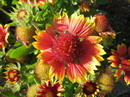 Blanket Flower